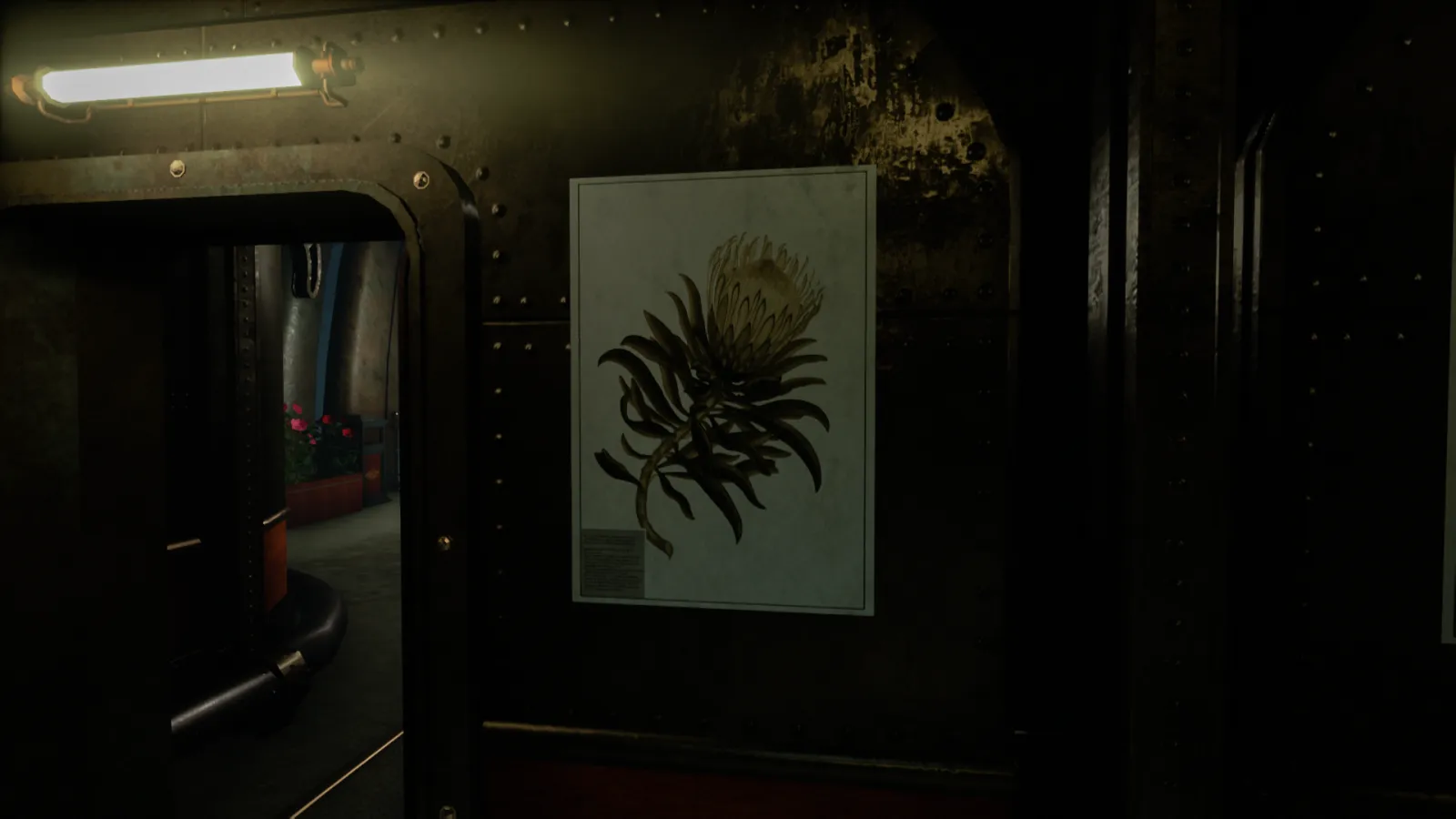 Close to the Sun Protea Speciosa