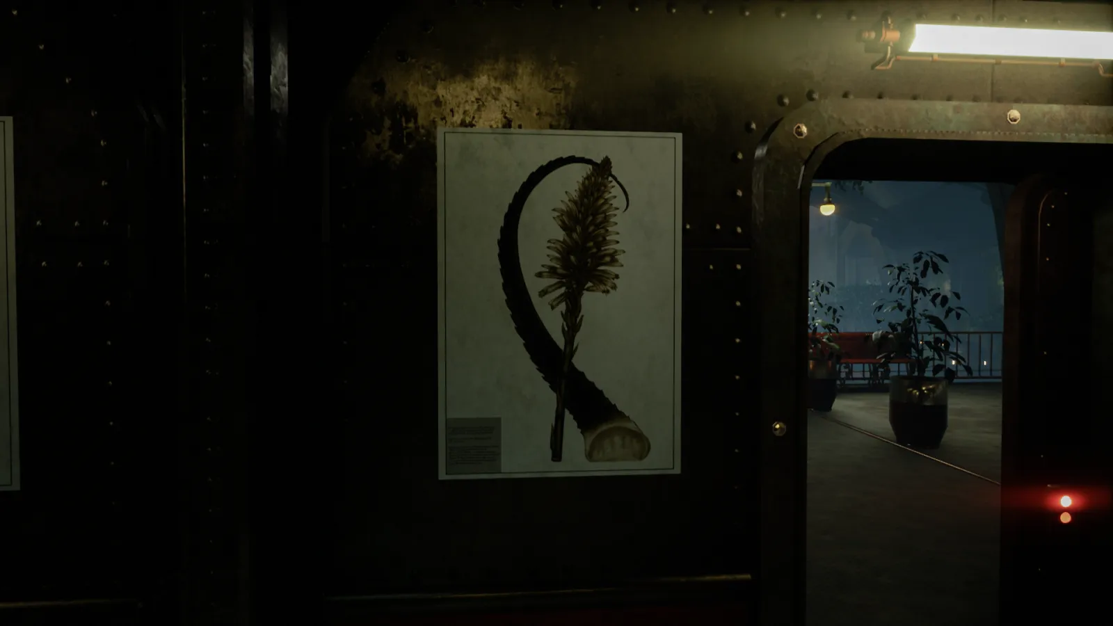 Close to the Sun Aloe Arborescens