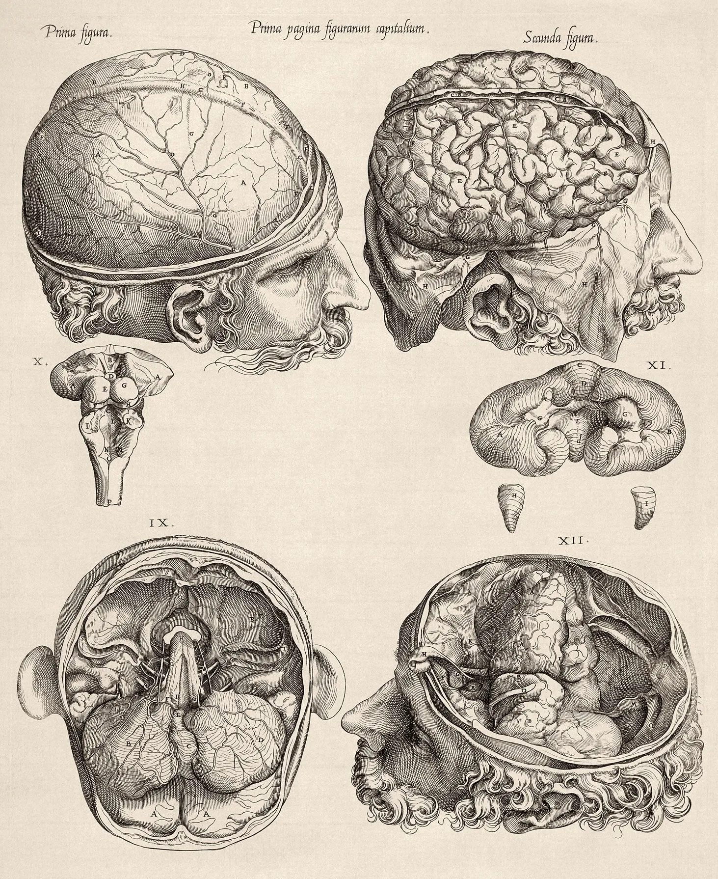 Gemini, Figures illustrant les parties de la tête
