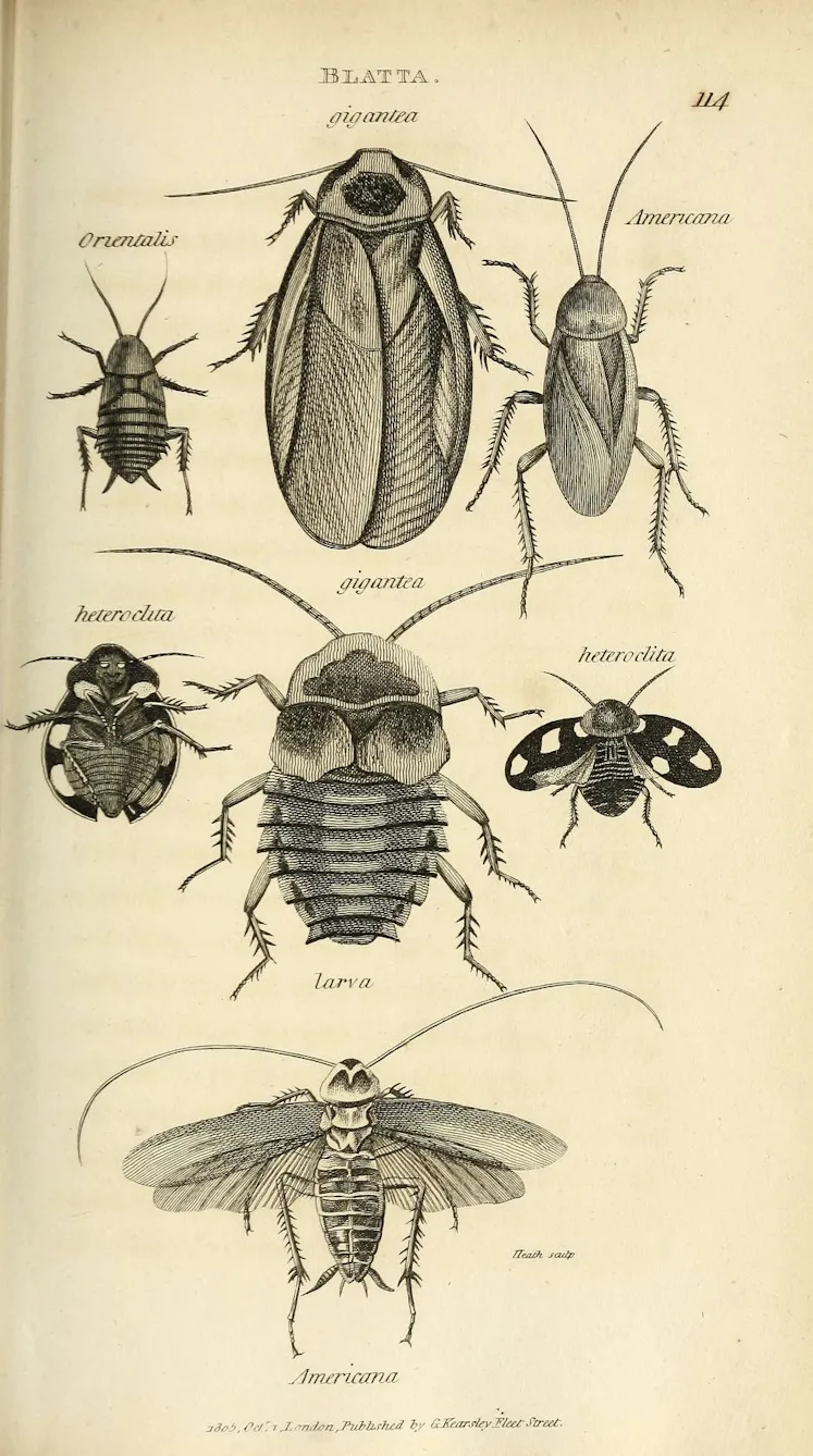 Mrs. Griffith, Blattes (dans les Zoological lectures delivered at the Royal institutionn, de George Shaw)