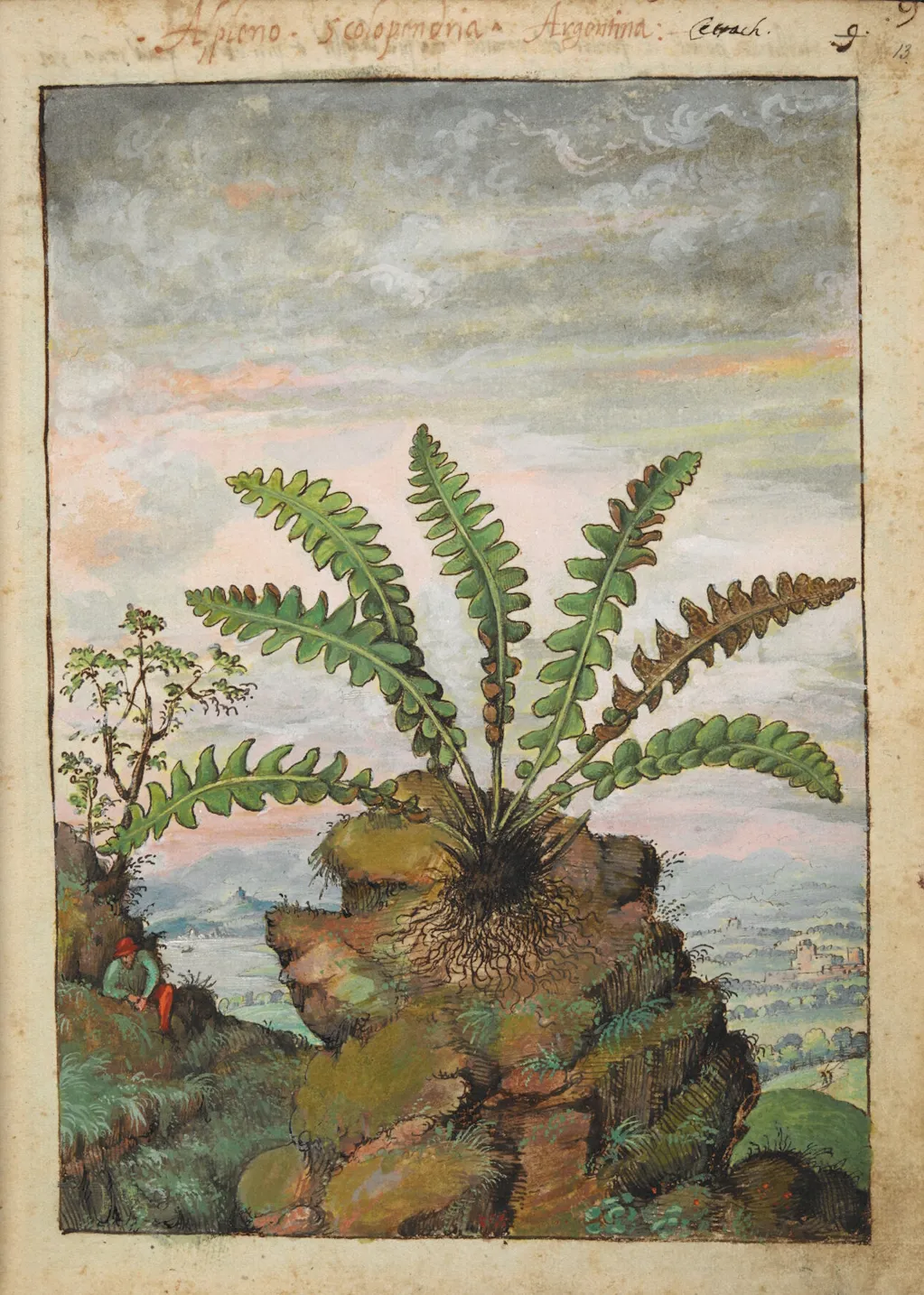 Cibo, Asplenium scolopendrium