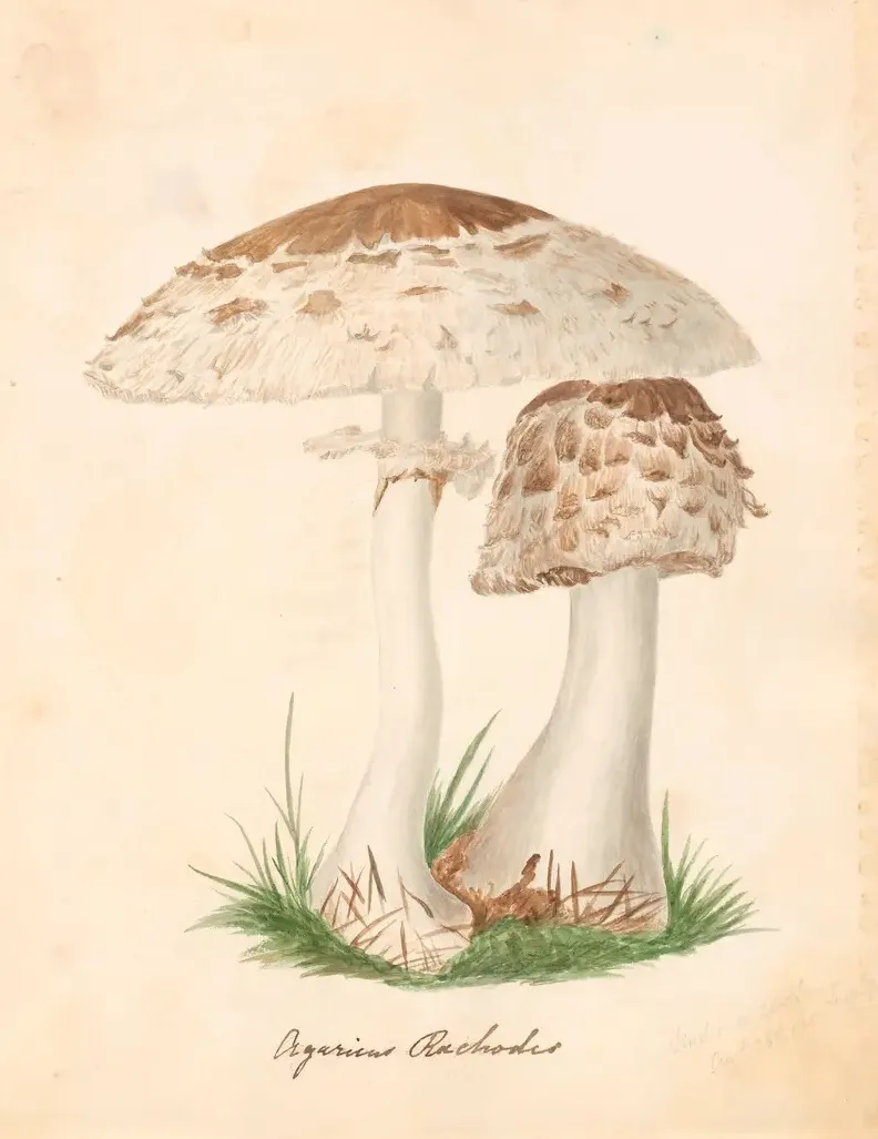 Agaricus rachodia