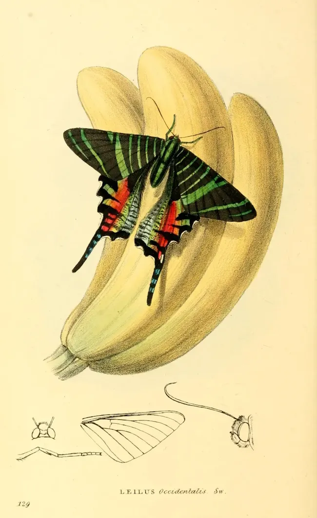 Leilus Occidentalis