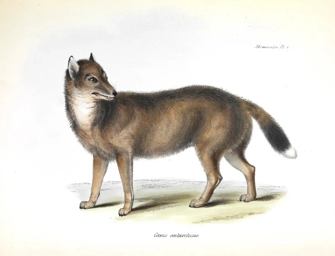 Canis Antarcticus