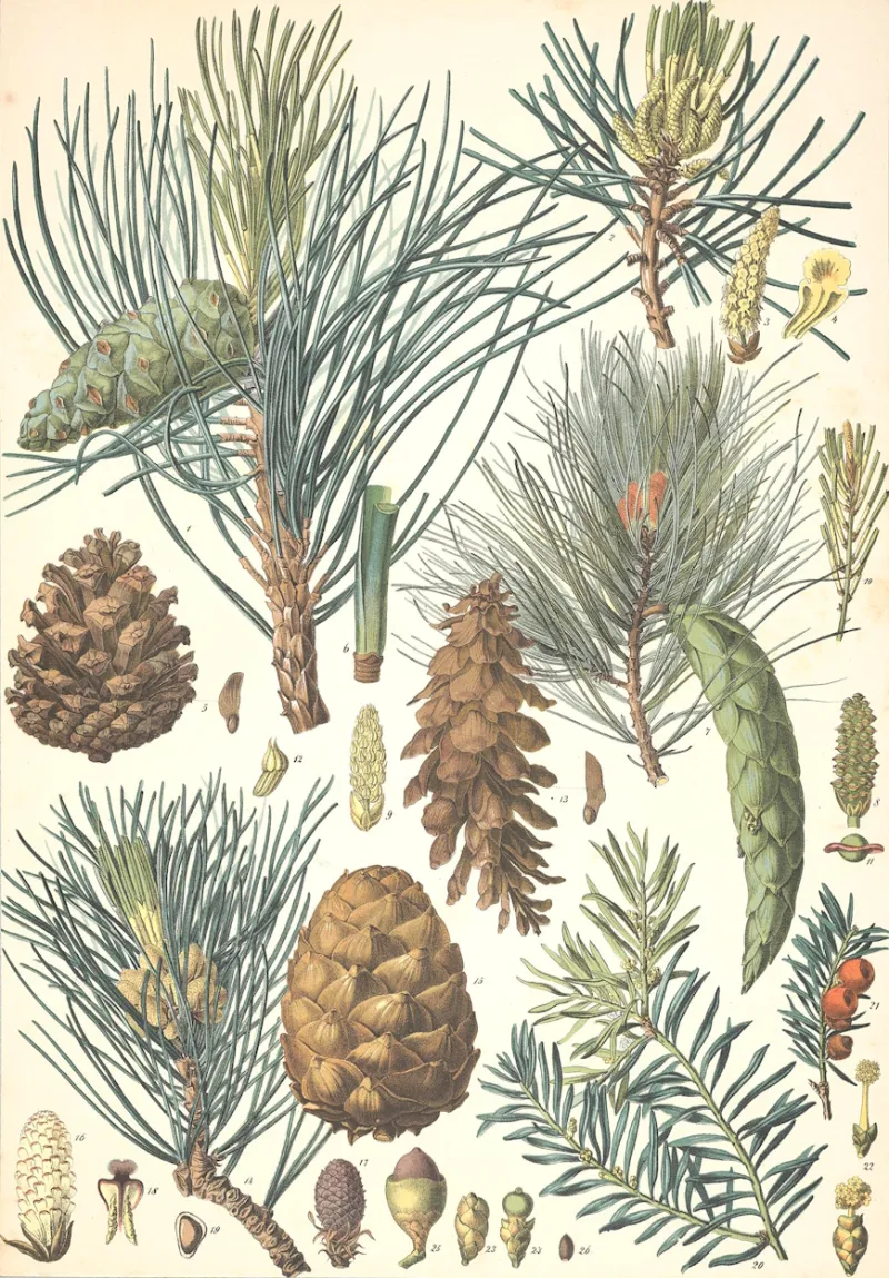 Le Pin noir d'Autriche, le Pin strobe, le Pin cembro et l'If commun