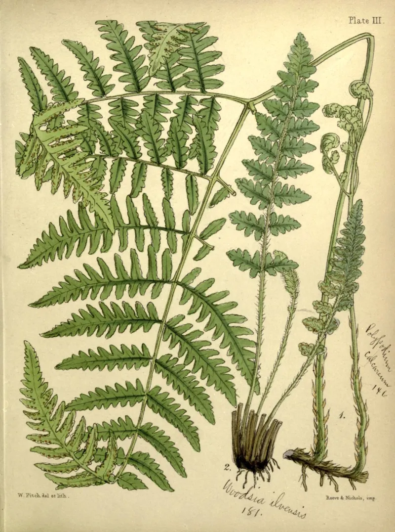 Polypodium calcareum et Woodsia ilvensis