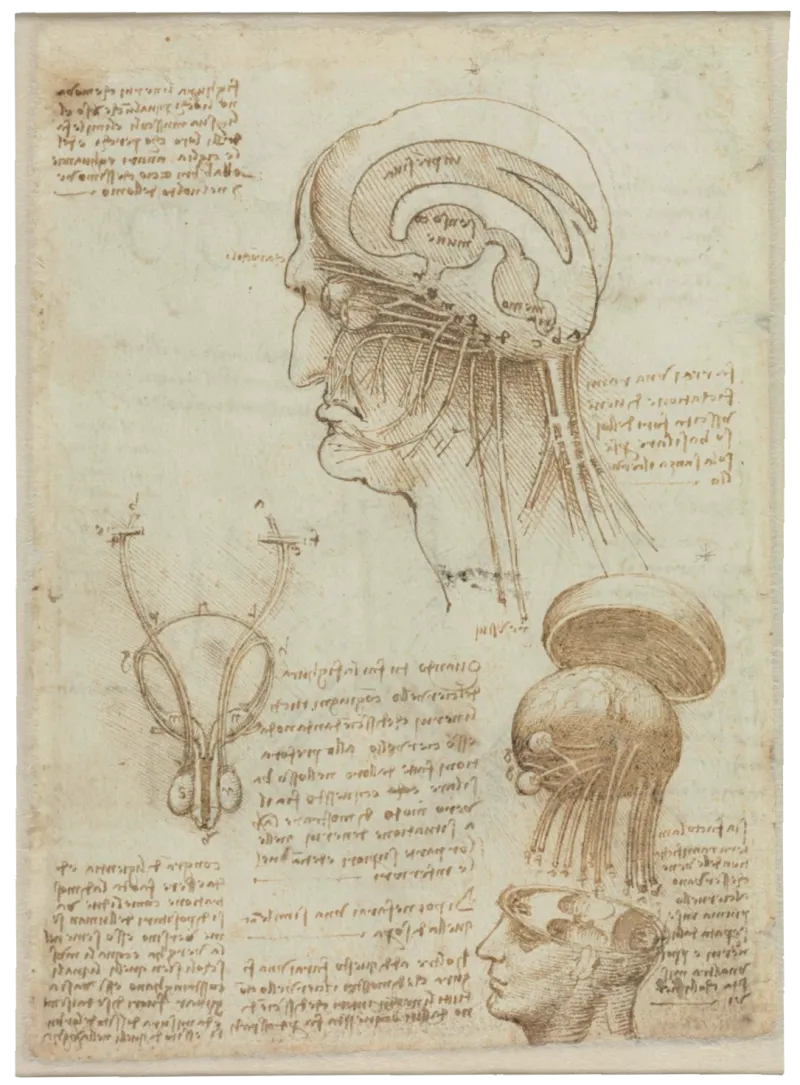 De Vinci, Dessins anatomiques et notes