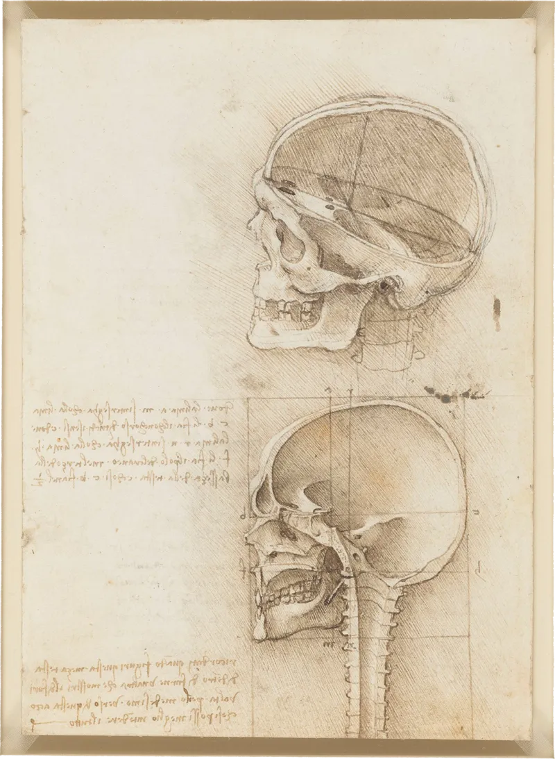 De Vinci, Vue en coupe du crâne humain