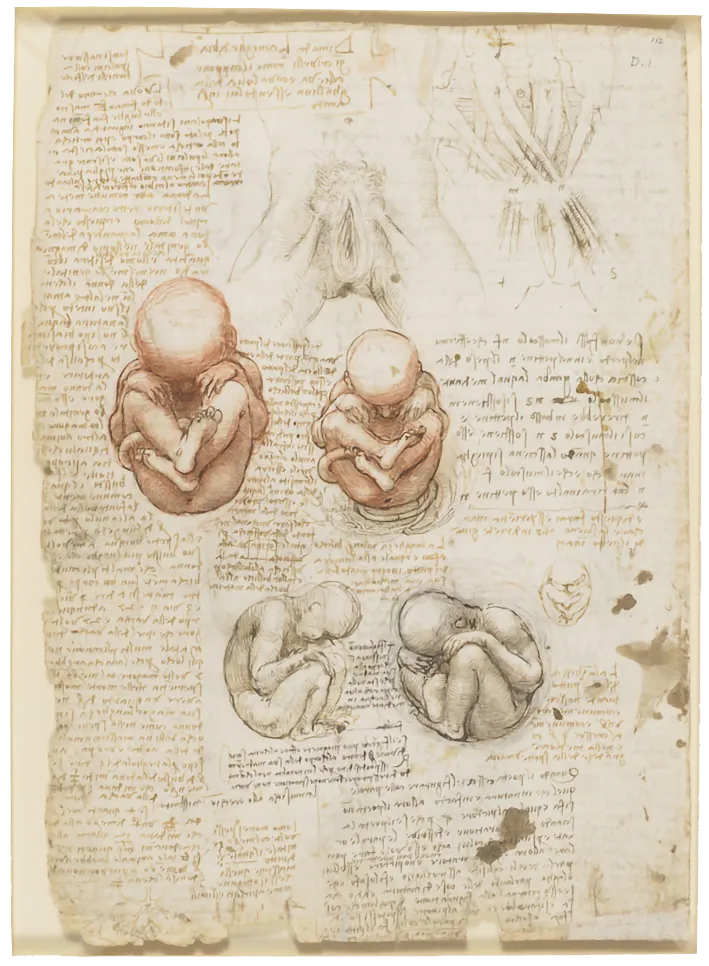 De Vinci, Études du fœtus dans l'utérus
