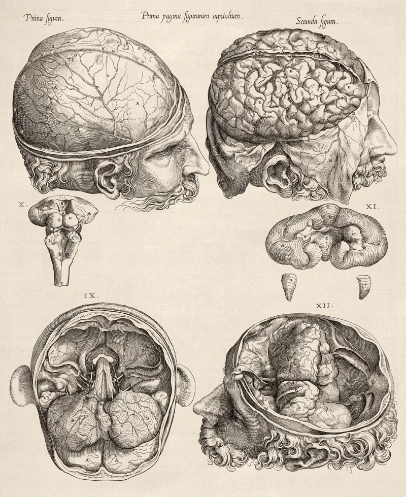 Gemini, Figures illustrant les parties de la tête