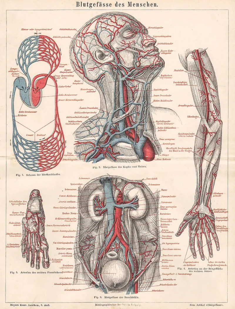 Les vaisseaux sanguins du corps humain