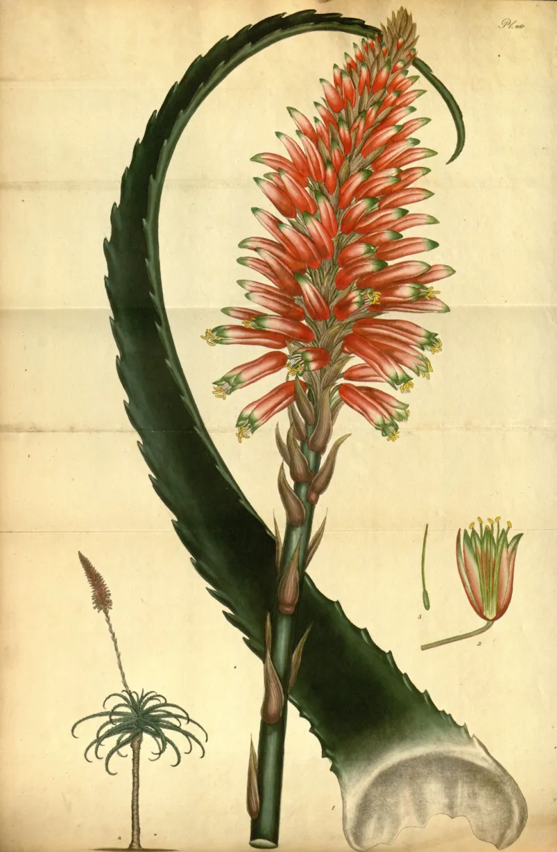 Aloe Arborescens