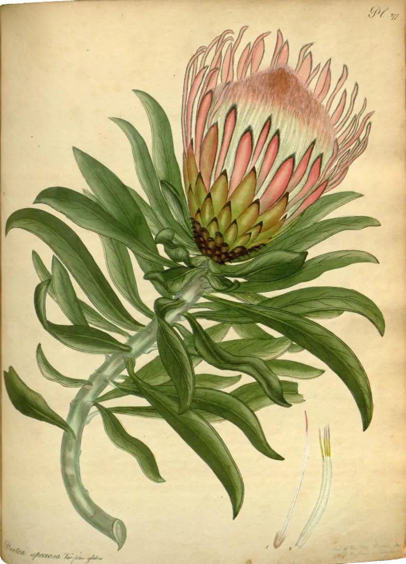 Protea Speciosa