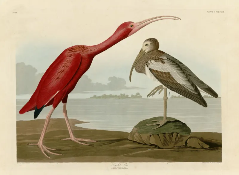 L'image est une estampe en couleurs représentant deux ibis rouges sur les berges d'une large rivière. Le plus grand à gauche, présente un plumage de couleur pourpre. Le plus petit, à droite, présente un plumage plus terne, avec des couleurs grises, noires et marrons, ce qui le désigne comme un individu encore jeune.