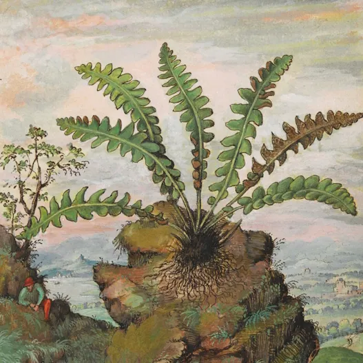 Cibo, Asplenium scolopendrium