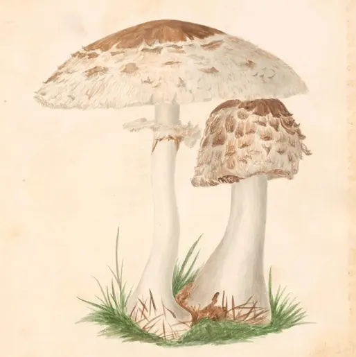 Agaricus rachodia