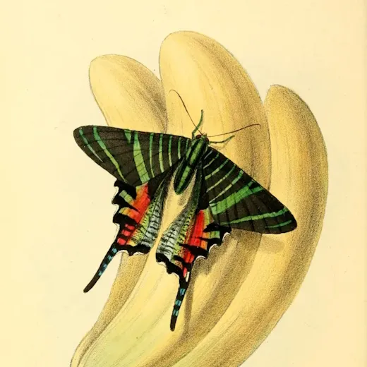 Leilus Occidentalis