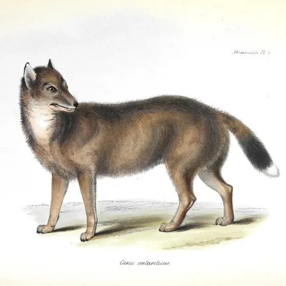 Canis Antarcticus