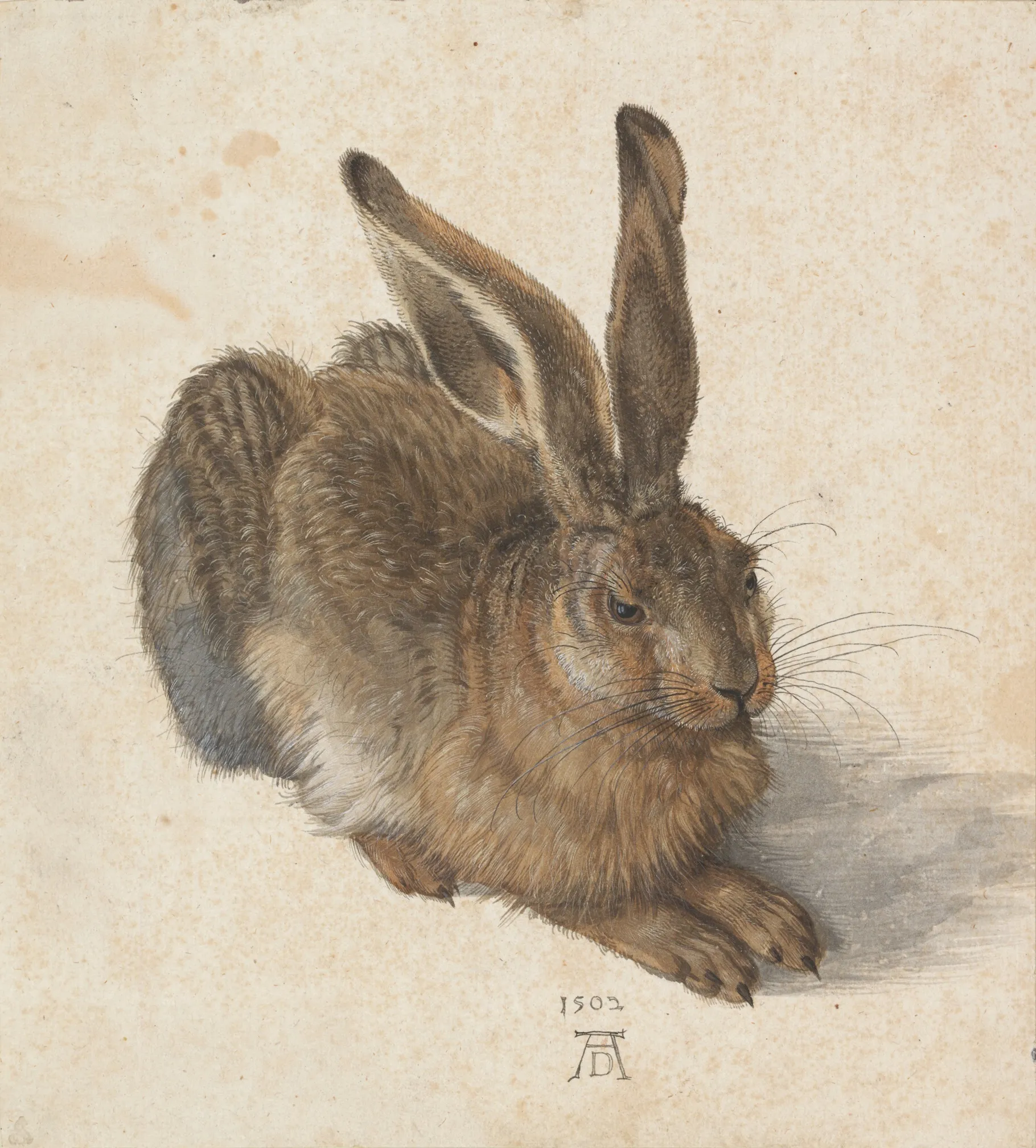 Le Lièvre