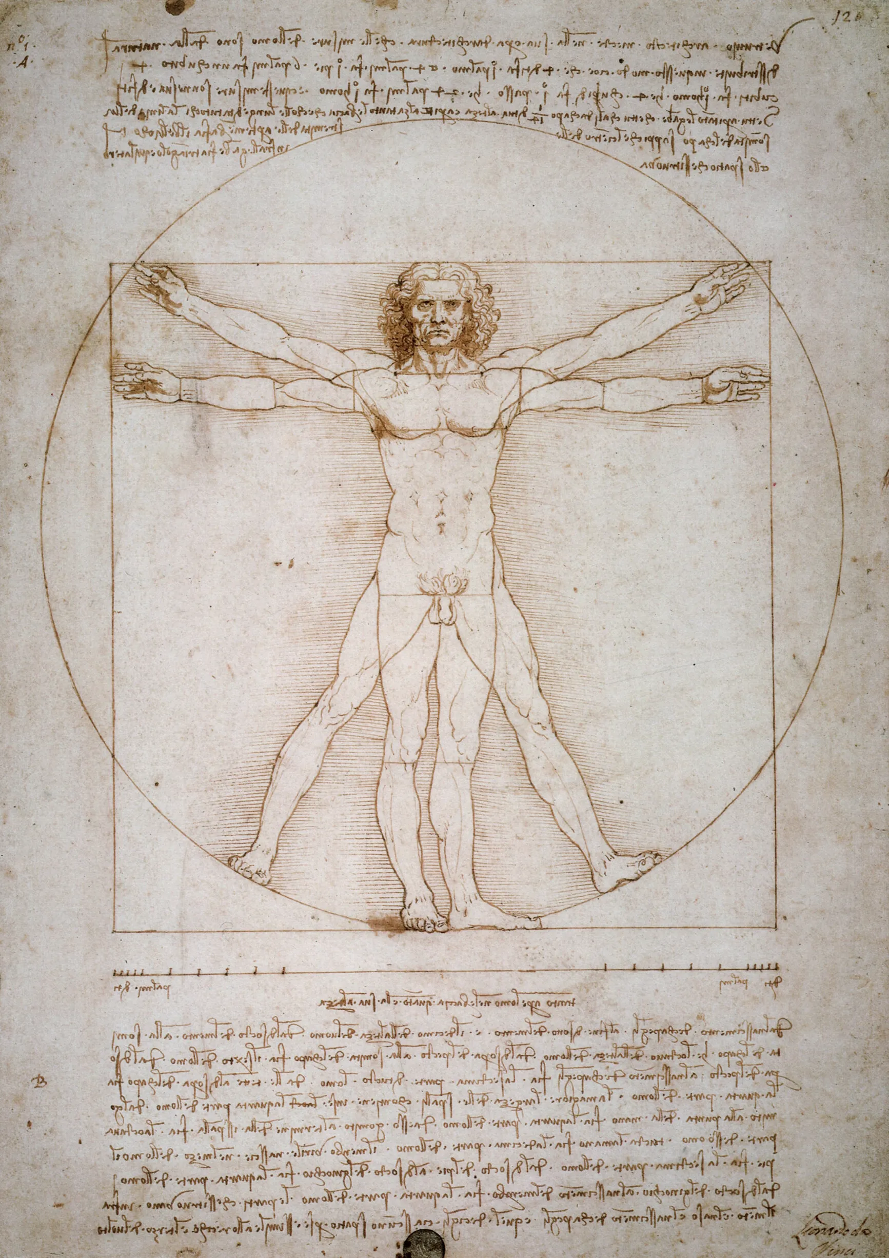 Léonard de Vinci Homme de Vitruve