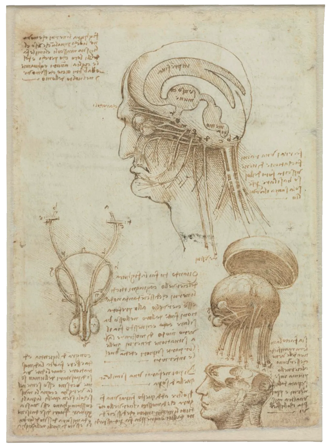 De Vinci, Dessins anatomiques et notes