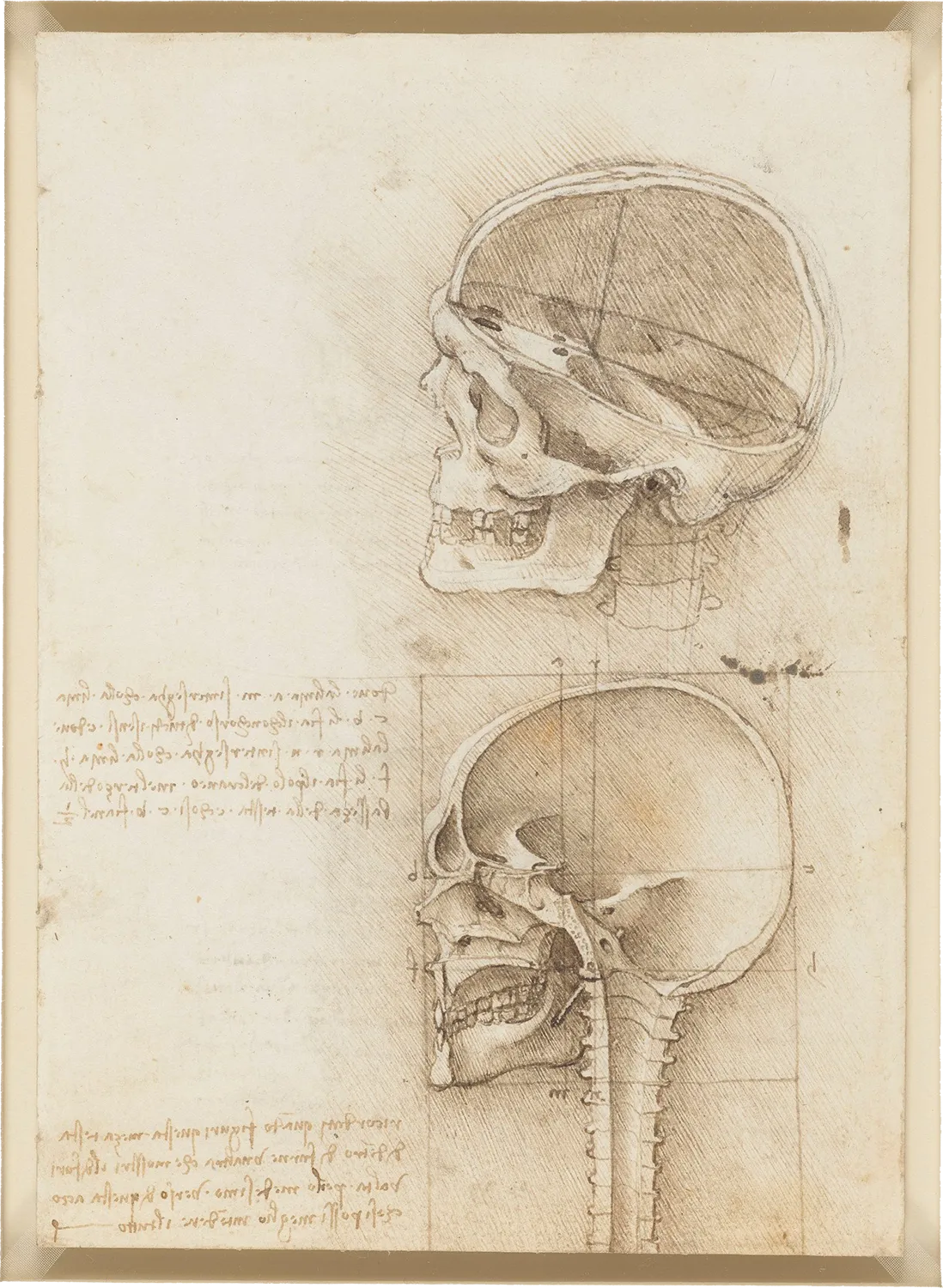 De Vinci, Vue en coupe du crâne humain