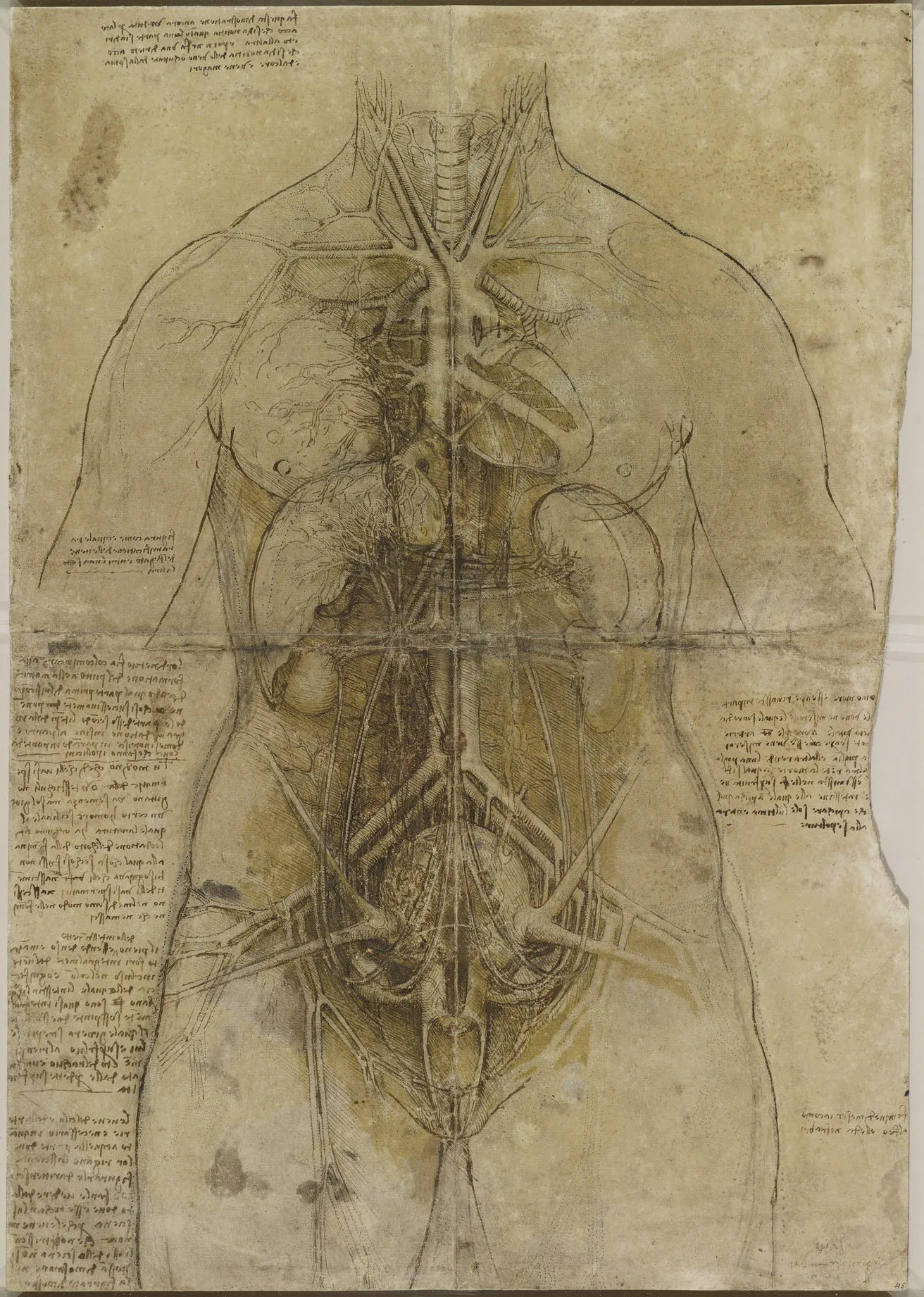 De Vinci, Système cardiovasculaire et organes féminins