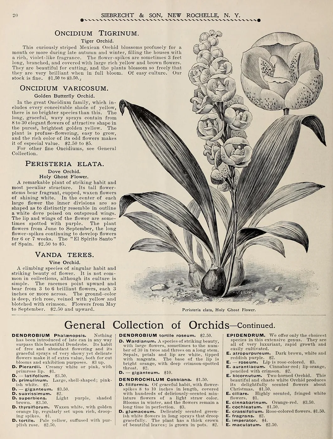 Peristeria elata