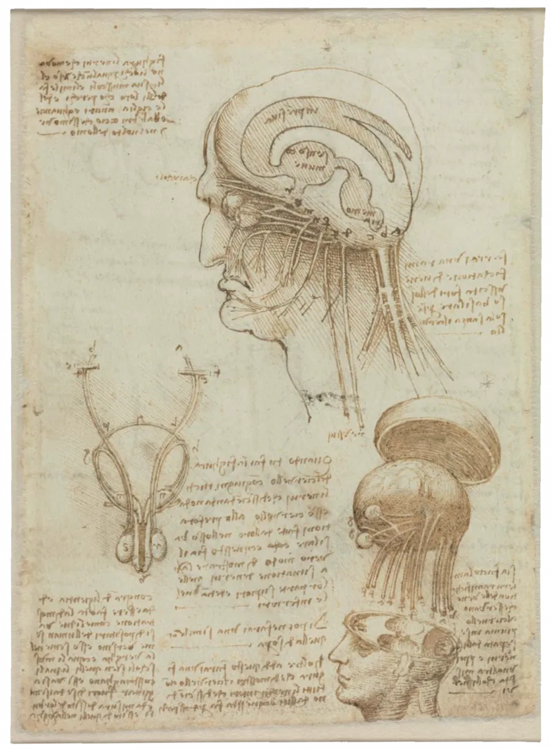 De Vinci, Dessins anatomiques et notes