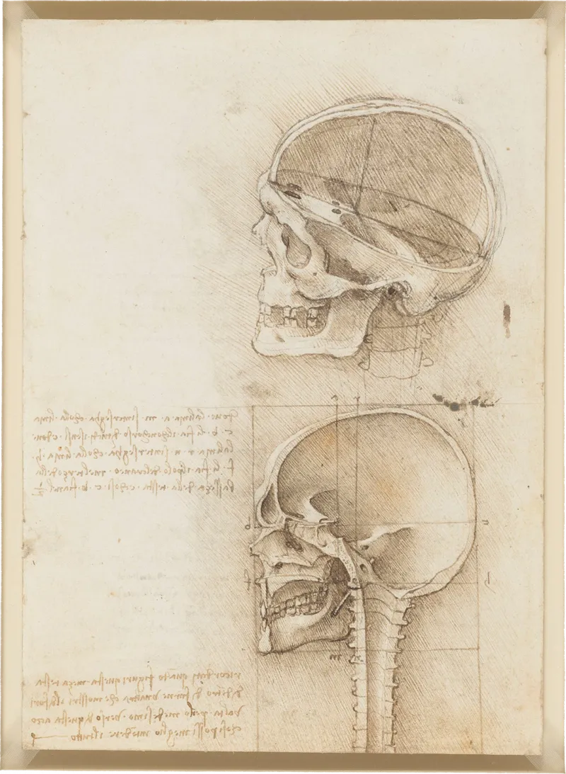De Vinci, Vue en coupe du crâne humain