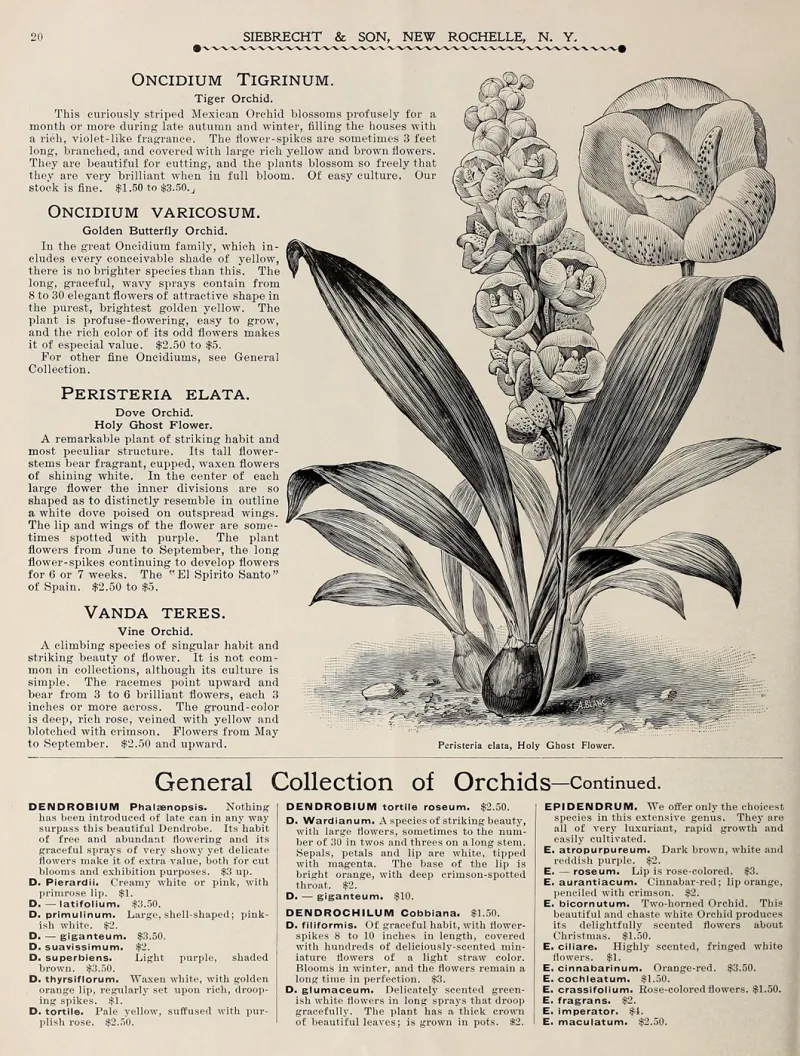Peristeria elata